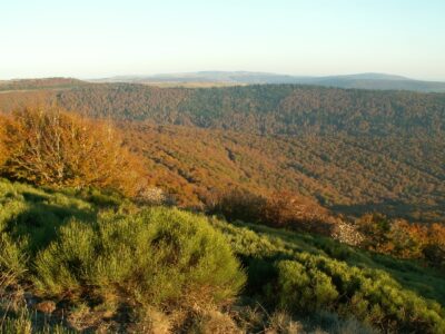 La forêt des Enguilhens en automne