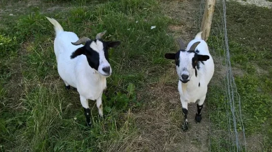 Le Jardin de Chalets - Les animaux du jardin pédagogique- les chèvres naines