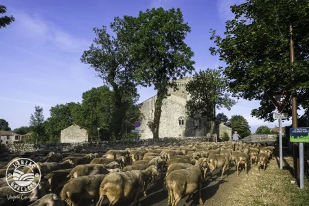 Tour du Viala du Pas de Jaux (groupes)