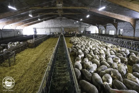 Ferme découverte de Castelnau