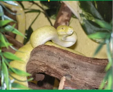 Le reptilarium du Larzac (Sainte Eulalie de Cernon)