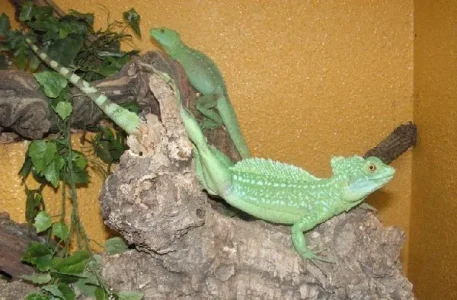 Le reptilarium du Larzac (Sainte Eulalie de Cernon)