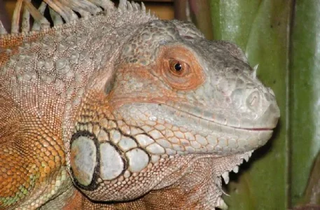 Le reptilarium du Larzac (Sainte Eulalie de Cernon)