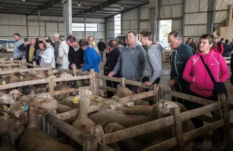 Visite guidée du marché aux bestiaux de Laissac (groupe)