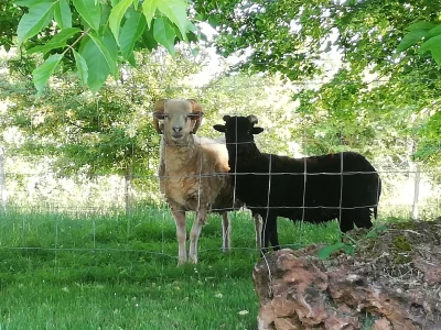 La Bergerie (groupes)