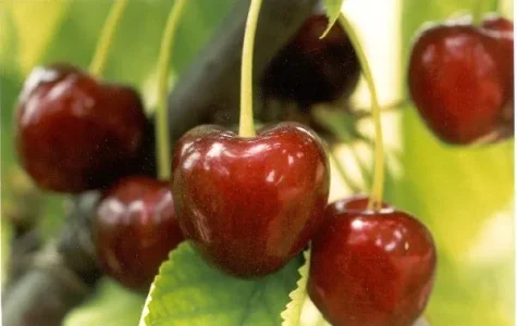 Cerises de la vallée du Tarn