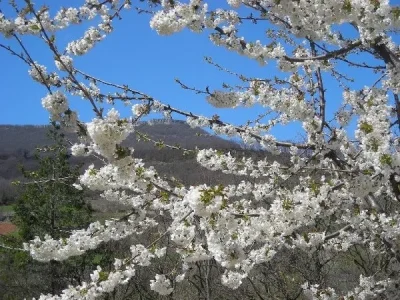 Cerisier en fleur