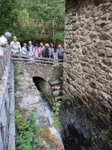 Les Martinets du Lézert (Groupe)