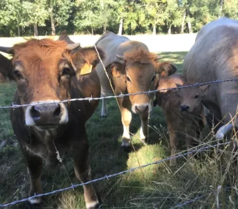 Vaches race Aubrac, dans notre village