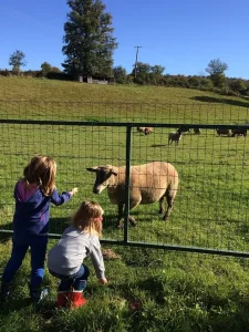 Moutons, dans notre village