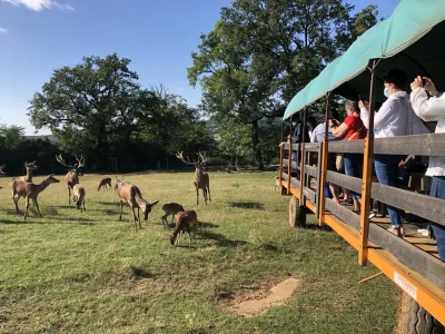 Parc animalier Saint Hubert