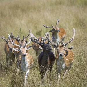 Parc animalier Saint Hubert