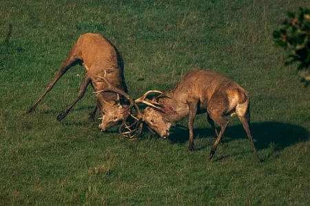 Parc animalier Saint Hubert