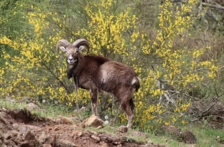 Parc animalier Saint Hubert