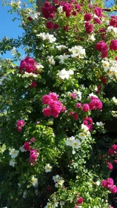 Les fleurs dans le jardin