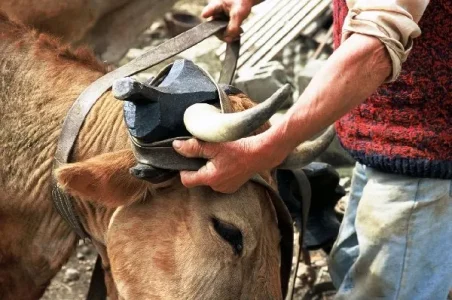 Fête de la race Aubrac