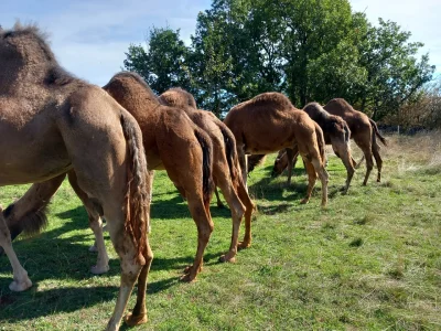 Randonnée à dromadaires - Ferme de la Blaquière  (groupes)