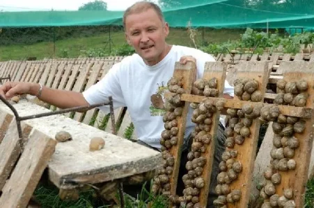 L'escargot des sarradelles (groupes)