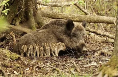 Parc animalier Saint Hubert