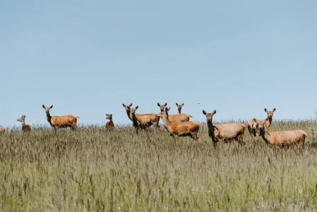 Le Domaine de Baldassé