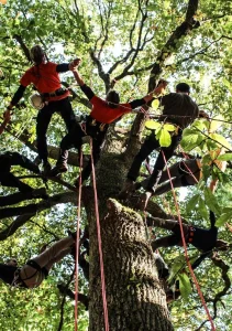 A la croisée des Arbres : Grimpe d'arbres