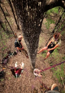 A la croisée des Arbres : Grimpe d'arbres