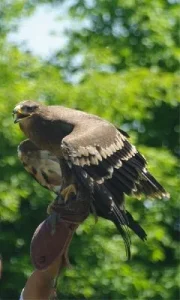 PARC ANIMALIER DE PRADINAS