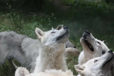 Loups