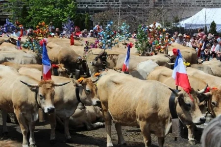 arrivée d'un troupeau à Aubrac