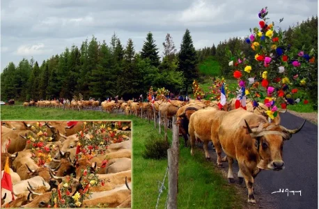 La Vache Aubrac en Transhumance