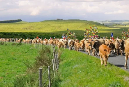 La Vache Aubrac en Transhumance